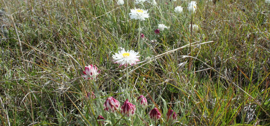 Endemic wildflowers in a Midlands landscape