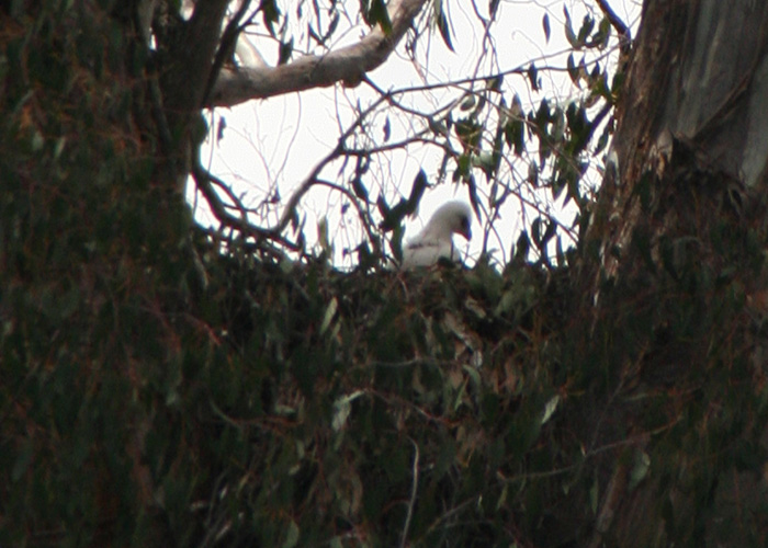 A wedge-tailed eagle chick sighted on a TLC Central Highlands property